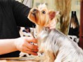 /album/fotos/yorky-jpg/